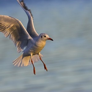 Birds in a Changing Climate