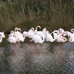 Birds as Environmental Indicators