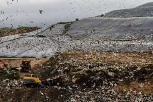 Birds Pollution