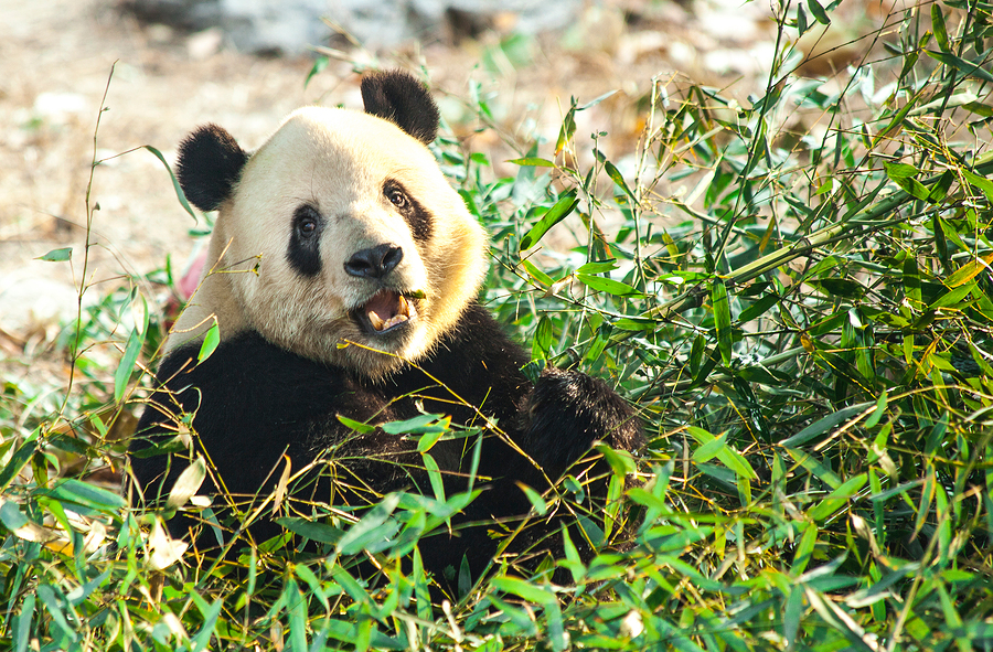 Giant Panda