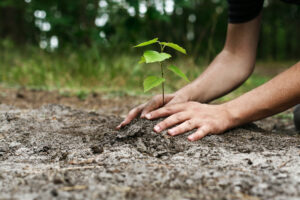 young man planing a tree