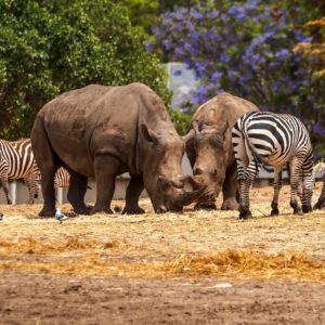 Zoology: Exploring the Animal Kingdom as Academic Pursuit